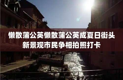 懒散蒲公英懒散蒲公英成夏日街头新景观市民争相拍照打卡