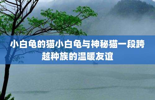 小白龟的猫小白龟与神秘猫一段跨越种族的温暖友谊