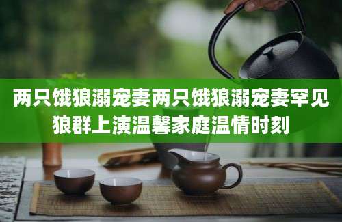 两只饿狼溺宠妻两只饿狼溺宠妻罕见狼群上演温馨家庭温情时刻