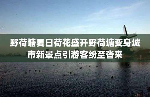 野荷塘夏日荷花盛开野荷塘变身城市新景点引游客纷至沓来