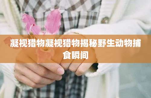 凝视猎物凝视猎物揭秘野生动物捕食瞬间