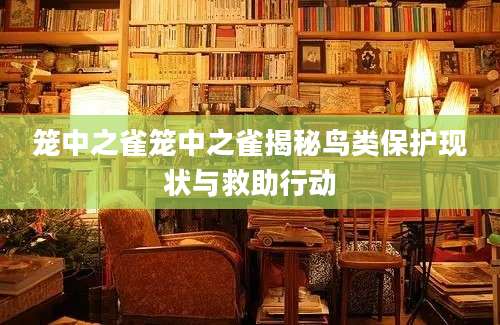 笼中之雀笼中之雀揭秘鸟类保护现状与救助行动