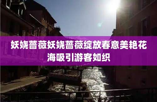 妖娆蔷薇妖娆蔷薇绽放春意美艳花海吸引游客如织