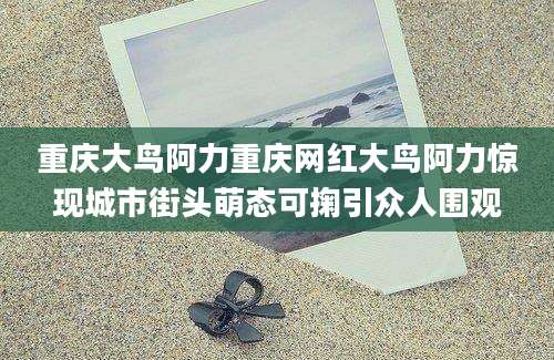 重庆大鸟阿力重庆网红大鸟阿力惊现城市街头萌态可掬引众人围观