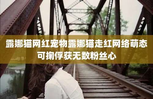 露娜猫网红宠物露娜猫走红网络萌态可掬俘获无数粉丝心