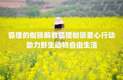 狐狸的枷锁解救狐狸枷锁爱心行动助力野生动物自由生活