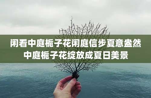 闲看中庭栀子花闲庭信步夏意盎然中庭栀子花绽放成夏日美景