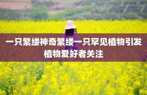 一只繁缕神奇繁缕一只罕见植物引发植物爱好者关注