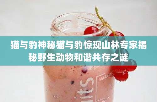 猫与豹神秘猫与豹惊现山林专家揭秘野生动物和谐共存之谜